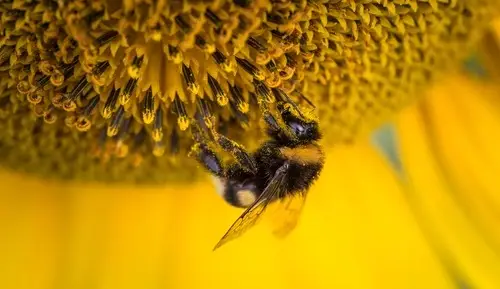 how to use honey as a wound dressing